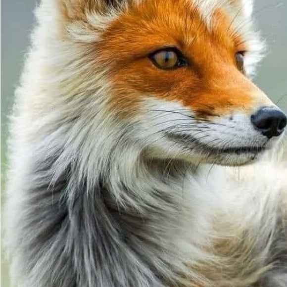 Meet your Posher, Jodie - Picture 2 of 2